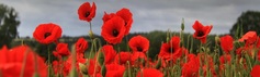 Poppies